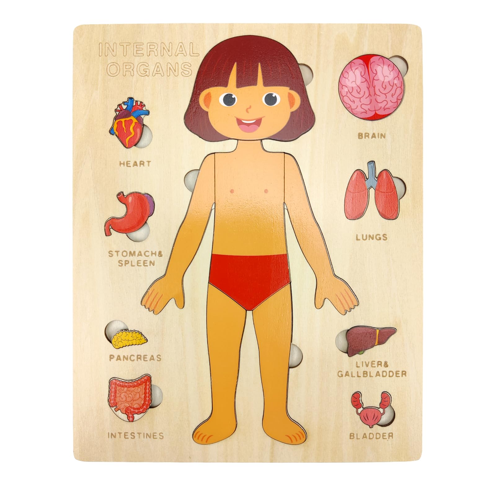 Understanding the Human Being モンテッソーリ 子育 Understanding the Human Being モンテッソーリ 子育